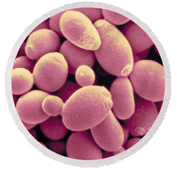 EPA & FDAPURIFICATION RESULTS